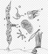 Phytoplankton Plankton Drawing Karen Coloring Book Save Watercolor sketch template