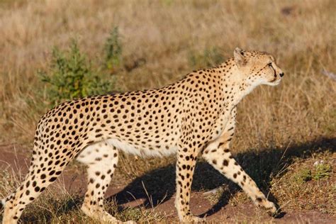cheetah blogs  wont    panthera