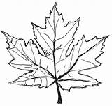 Leaf Maple Line Drawing Leaves Fall Coloring Getdrawings Printable sketch template