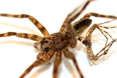 Make It Count Dude Spider Species Dies After Having Sex The Mary Sue