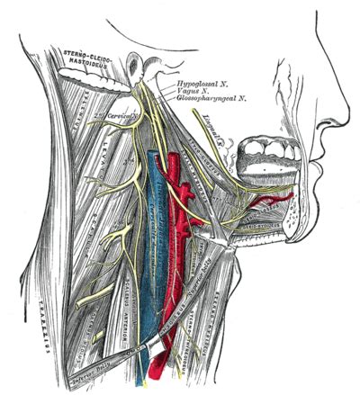 hypoglossal nerve physiopedia