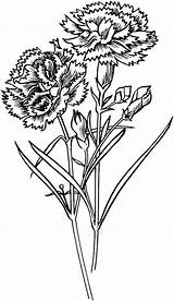 Carnation Coloring Pages Getcolorings Flowers sketch template