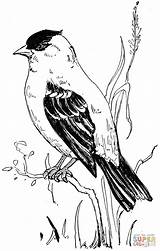 Goldfinch Pintassilgo Capped Chickadee Shrike Goudvink Tudodesenhos Designlooter Supercoloring Amerikaanse sketch template