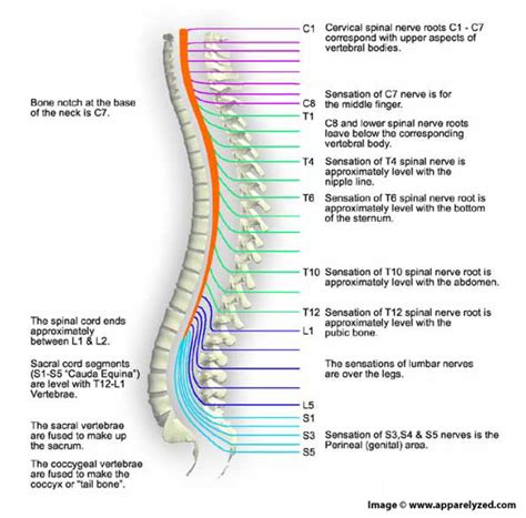 spinal cord   importance owlcation