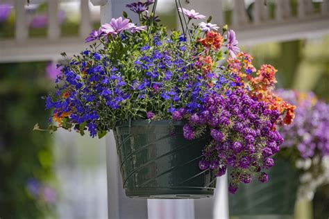 hanging basket  flowers  stock photo public domain pictures