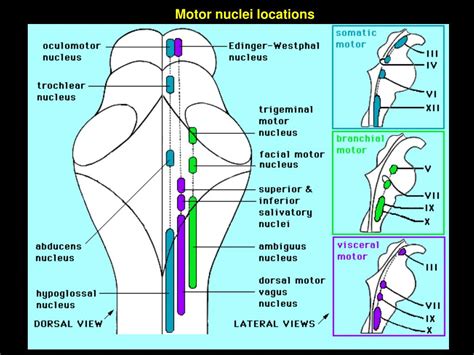 cranial nerve nuclei lecture  powerpoint