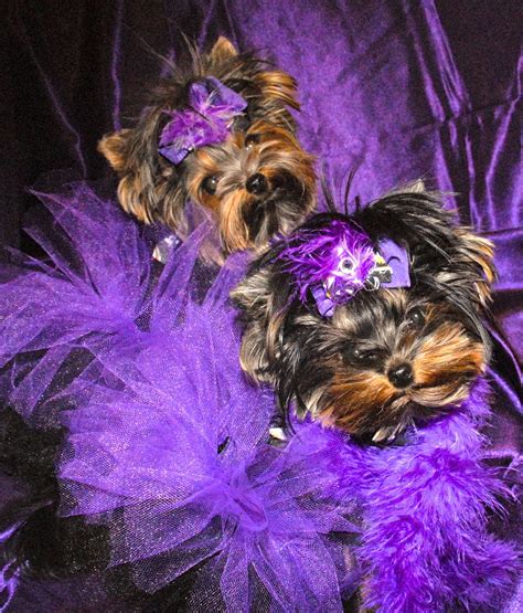 Yorkies Mia And Allie Dressed For The Superbowl