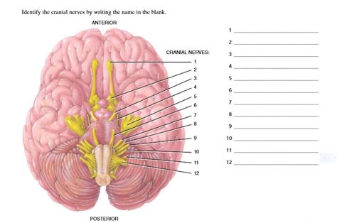answered identify the cranial nerves by writing… bartleby