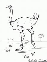 Coloring Ostrich Pages Colorkid Birds sketch template