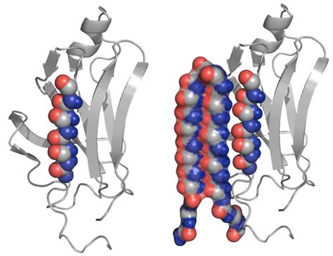 protein structure   treat alzheimers related diseases