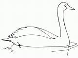 Swan Whistling Coloring Angsa Gambar Sketsa Kolase Mewarnai sketch template