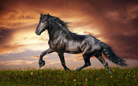beautiful horse pictures  images horses real