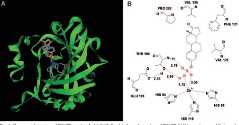 [pdf] steroid sulfatase molecular biology regulation and inhibition