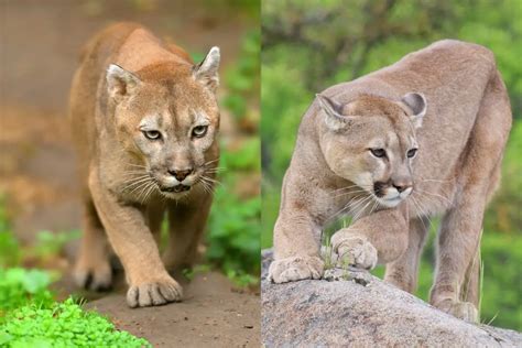 cougar  mountain lion  main differences tiger tribe
