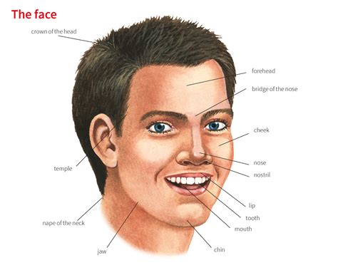 face noun definition pictures pronunciation  usage notes oxford advanced learners