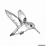 Oiseau Imprimer Oiseaux Vole Animaux Picaflor Exotiques Coloriages Colibri Dessins Hummingbird Dibujo Encequiconcerne sketch template