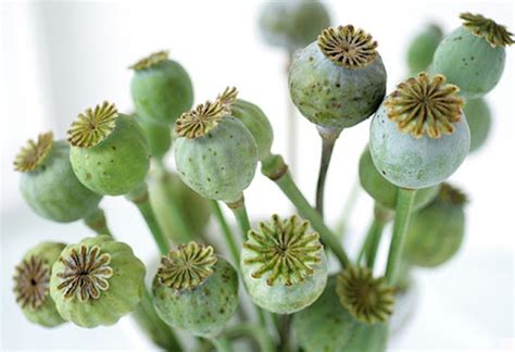 Opium Poppy Pods Papaver Somniferum Opiate Addiction