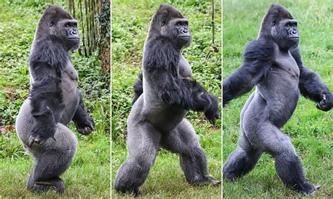 Gorillas N Dowe And Kivu Prove They Can Strut Their Stuff Like Any