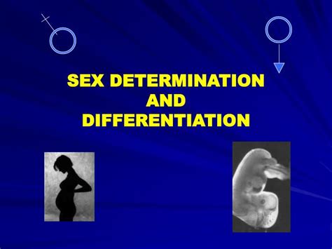 ppt sex determination and differentiation powerpoint