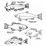 Fish Coloring Freshwater Category sketch template