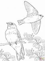 Coloring Realistic Swallows Swallow Pages Cliff Tree Birds Color Supercoloring Getcolorings Drawing Printable Designlooter sketch template