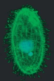 tetrahymena thermophila microbewiki