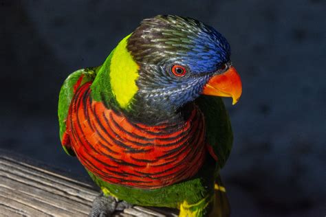 lorikeet rainbow parrot  stock photo public domain pictures