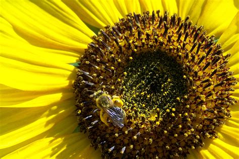 filesunflower pollenjpg