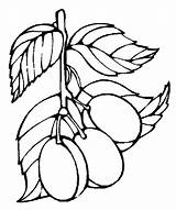 Coloring Plum Pages Para Desenhos Tree Popular sketch template