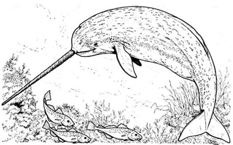 printable narwhal coloring pages