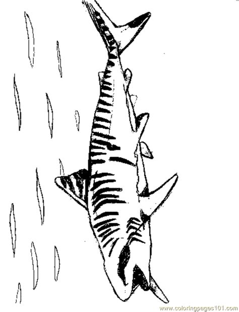coloring pages tigershark fish shark  printable coloring