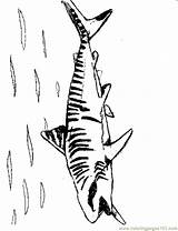 Shark Coloring Pages Tiger Printable Color Print Library Clipart sketch template