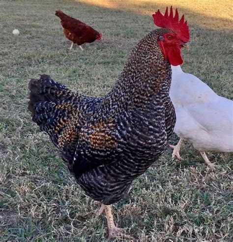 Black sex links chicken