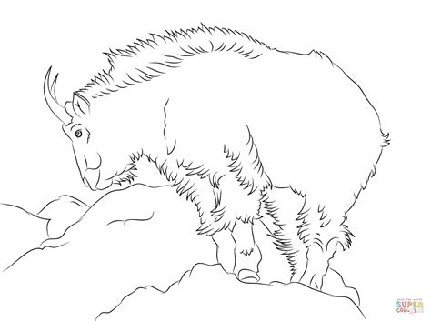 rocky mountain goat coloring page  printable coloring pages