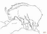 Goat Coloring Mountain Pages Rocky Supercoloring Printable Drawing Hairy sketch template