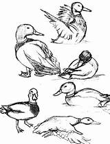 Duck Coloring Mallard Pages Draw Drawing Realistic Color Flying Drawings Daffy Getcolorings Luna Getdrawings Cute Choose Board Pag sketch template