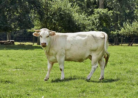 cattle  cows breeds types