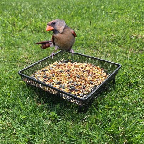 ground bird feeder tray  feeding birds  feed   ground