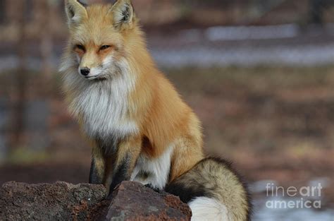 beautiful red fox   tail curled   photograph  dejavu