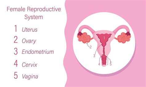 female reproductive system diagram images reproductive female diagram system anterior blank