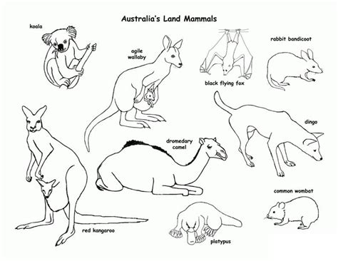 kondensor malare spaenning australian animals colouring pages