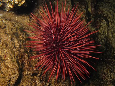 red sea urchinpctreamythru flickrvia creative lisence morro bay