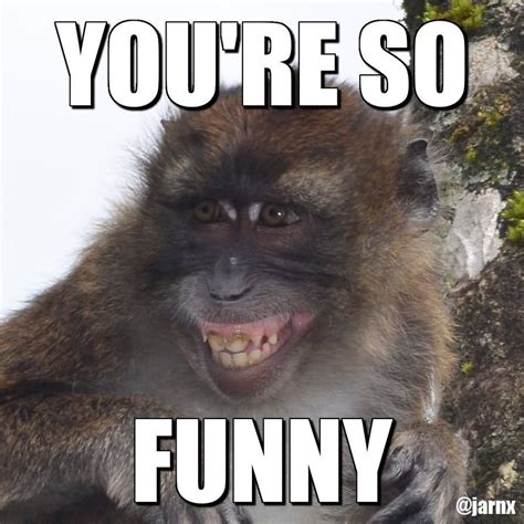 hilarious monkey memes  brighten  day funny monkey memes