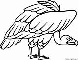 Vulture Coloringall sketch template