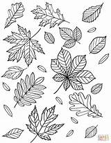 Foglie Herbst Ausmalbilder Supercoloring Herbstblätter Ausmalbild Autunno Autunnali Facili sketch template