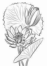 Water Lily Coloring Egyptian Caerulea Nymphaea Drawing Pages Line Supercoloring Printable Paper Categories Drawings Draw Paintingvalley Work sketch template