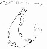 Seal Foca Colorare Disegni Colorir Webstockreview Nadando Nuota Nuoto sketch template