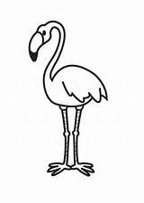 Flamingo Coloring Large sketch template