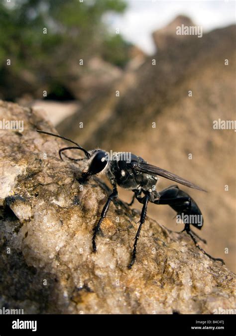 black hornet  res stock photography  images alamy