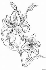 Coloring Lily Pages Flower Colouring Lilies Flowers Pencil Realistic Drawings Orchid Stargazer Drawing Color Printable Activityvillage Book Name Print Sheets sketch template